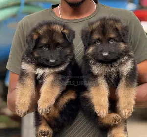 1-3 months Male Purebred German Shepherd