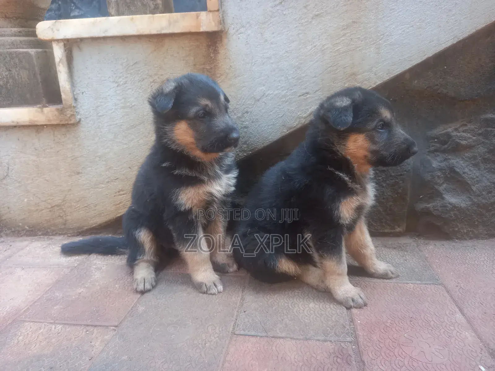 1-3 months Female Purebred German Shepherd