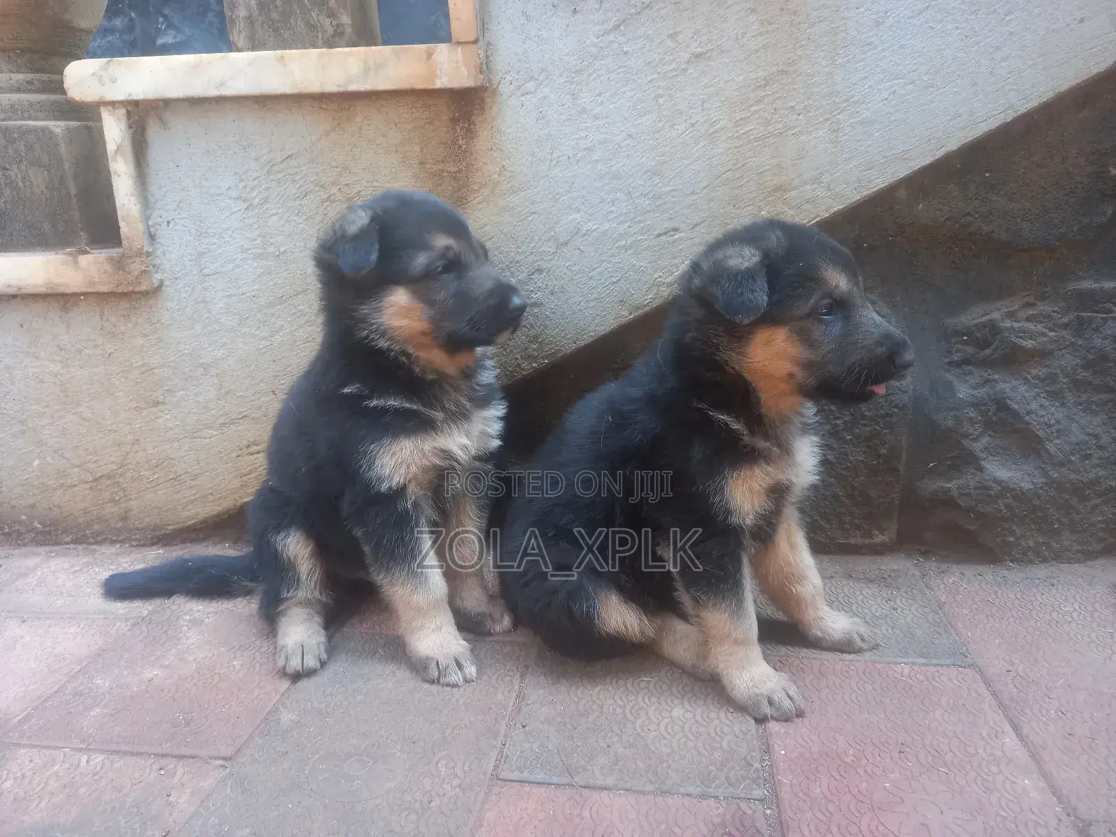 1-3 months Female Purebred German Shepherd