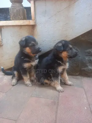 1-3 months Female Purebred German Shepherd