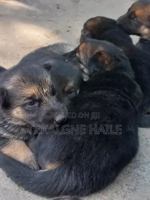 1-3 months Female Purebred German Shepherd