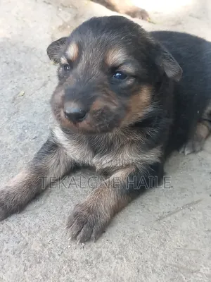 1-3 months Female Purebred German Shepherd