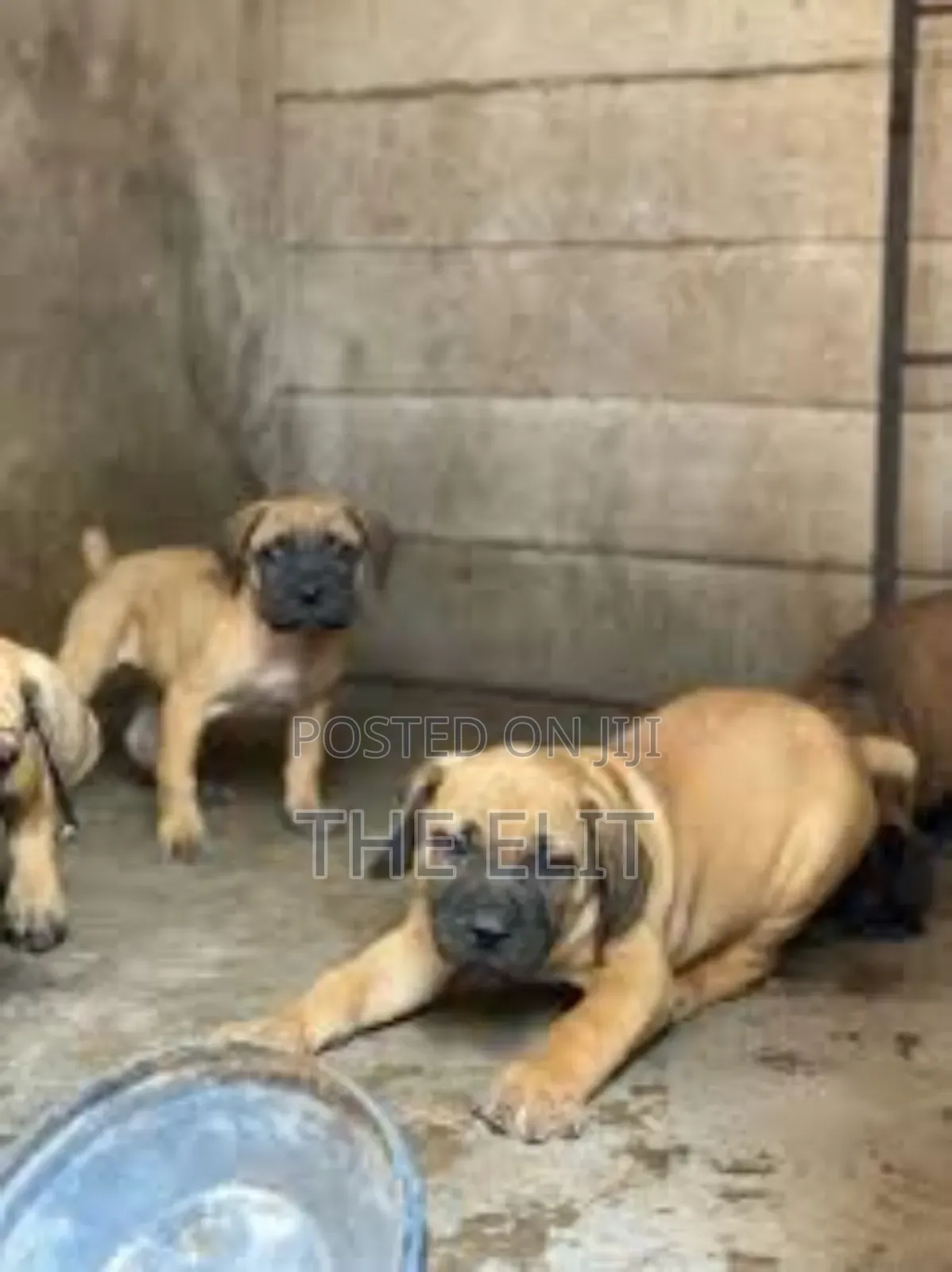 1-3 months Male Purebred Boerboel