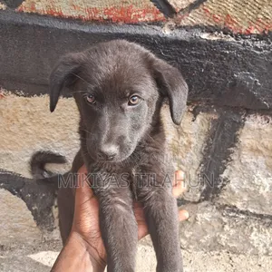 1-3 months Male Mixed Breed German Shepherd
