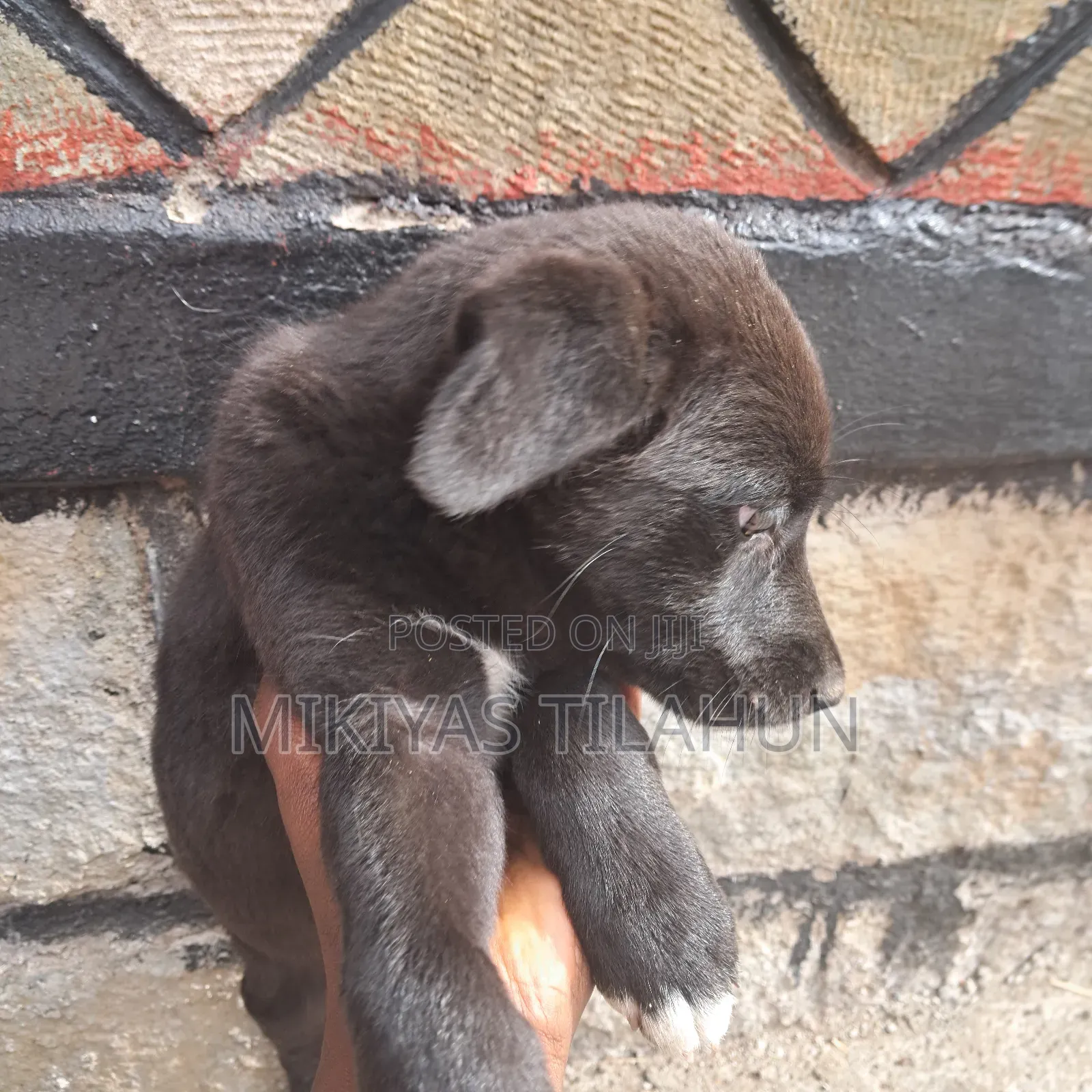 1-3 months Male Mixed Breed German Shepherd