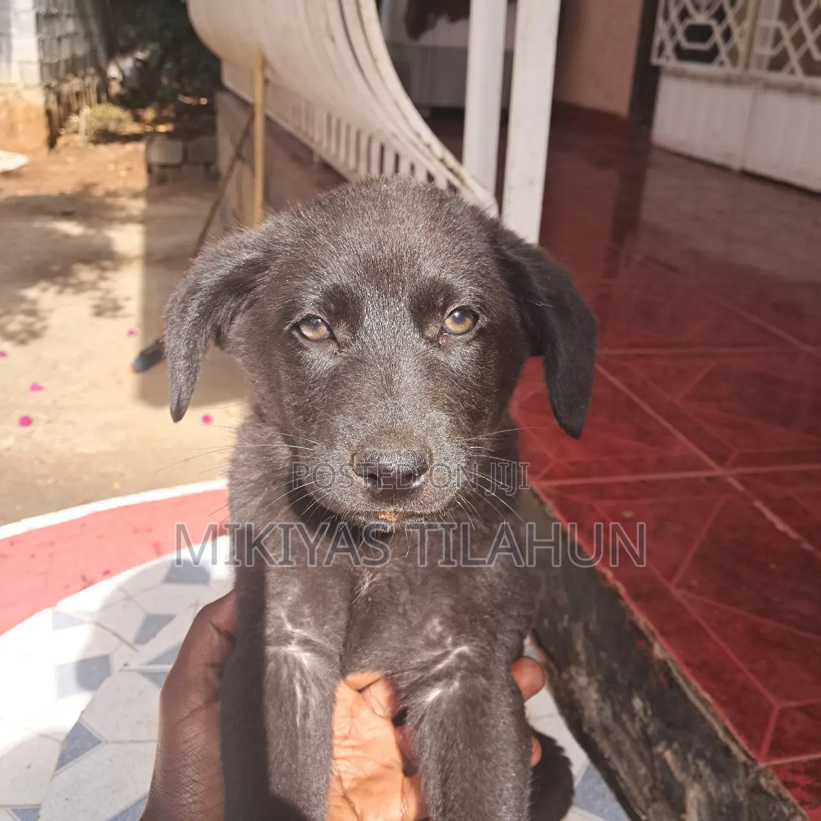 1-3 months Male Mixed Breed German Shepherd