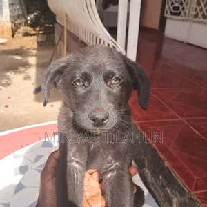 1-3 months Male Mixed Breed German Shepherd