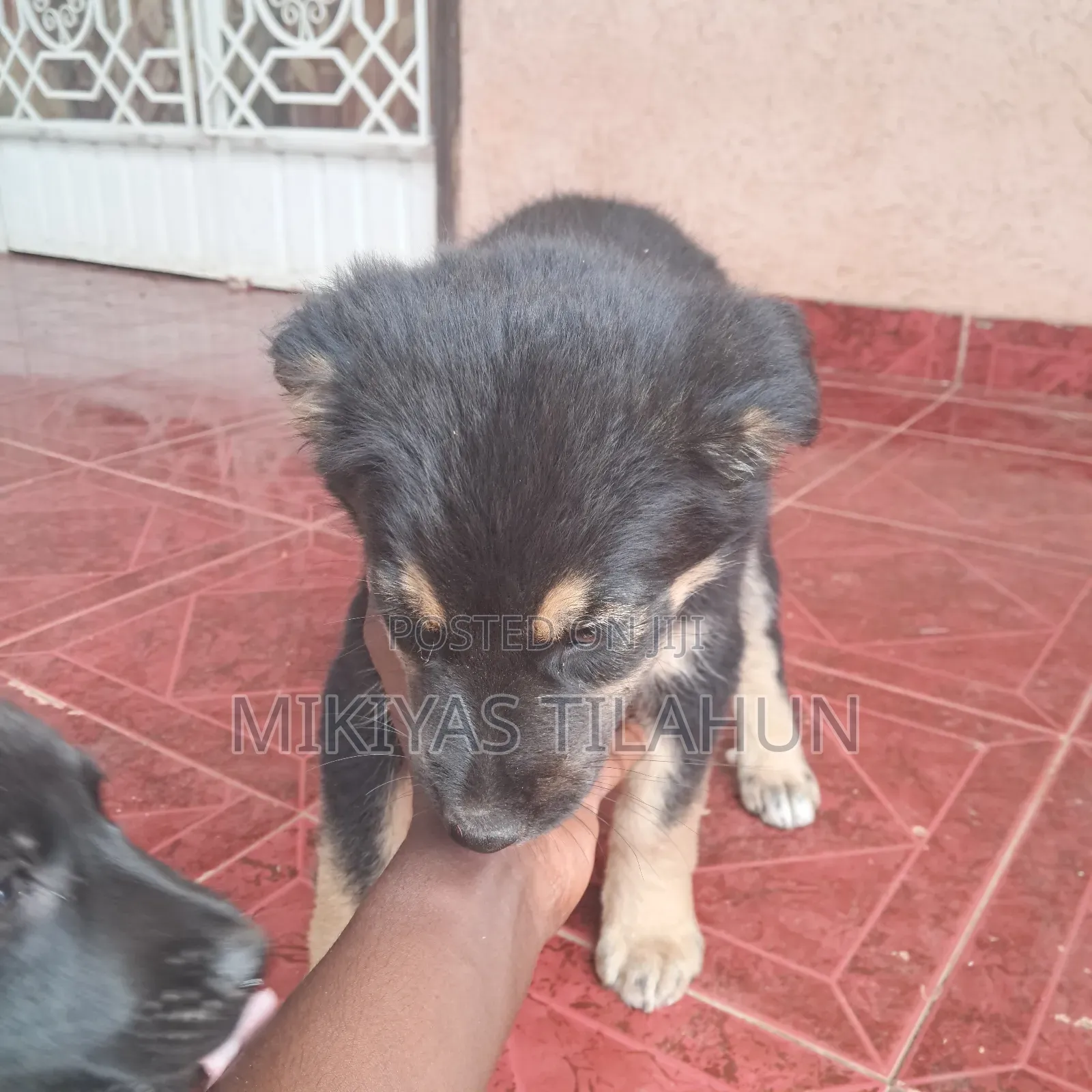 1-3 months Male Mixed Breed German Shepherd