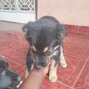 1-3 months Male Mixed Breed German Shepherd
