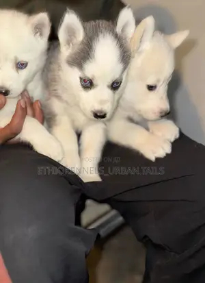 1-3 months Male Purebred Siberian Husky