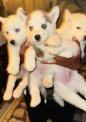 1-3 months Male Purebred Siberian Husky