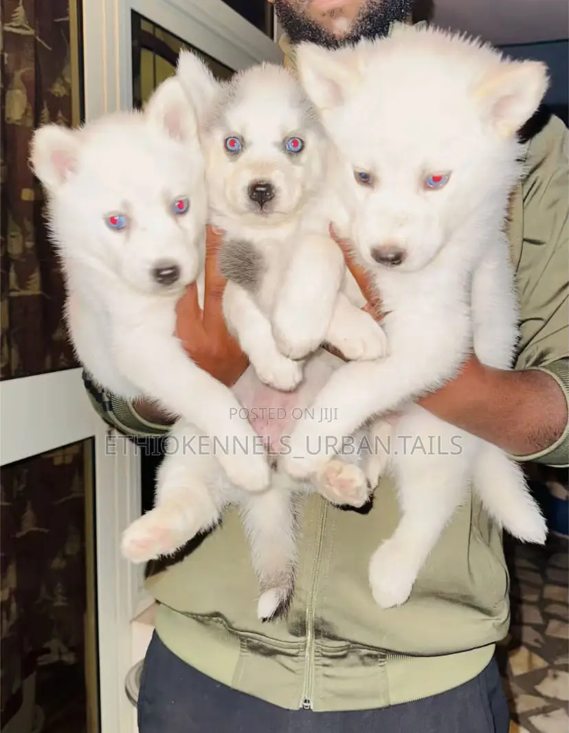 1-3 months Male Purebred Siberian Husky