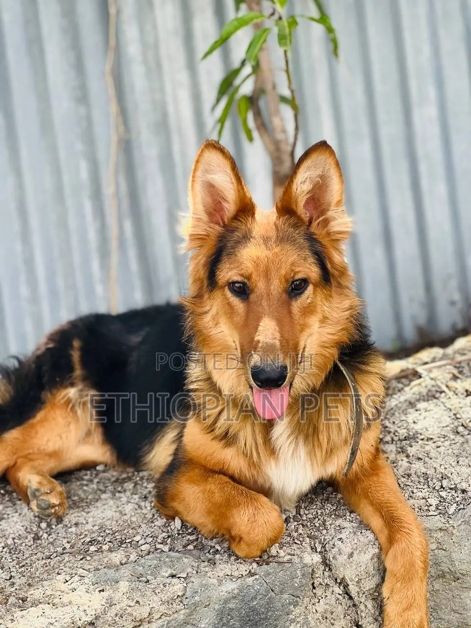 3-6 months Female Purebred German Shepherd