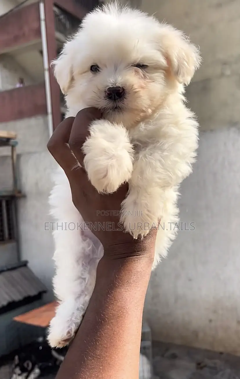 1-3 months Male Purebred Maltese