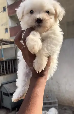 1-3 months Male Purebred Maltese