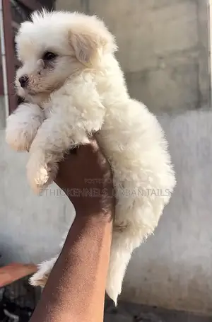1-3 months Male Purebred Maltese