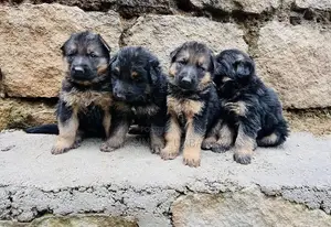 1-3 months Male Purebred German Shepherd