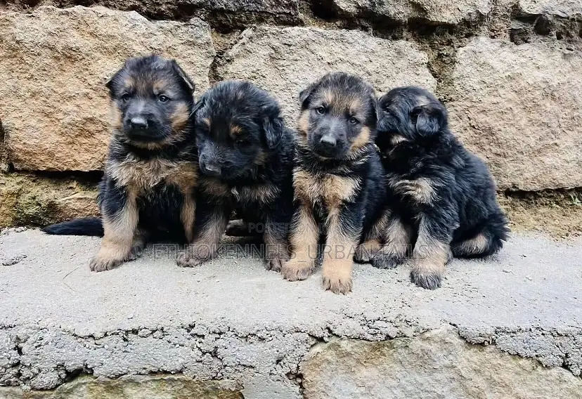 1-3 months Male Purebred German Shepherd