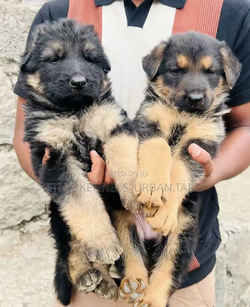 1-3 months Male Purebred German Shepherd