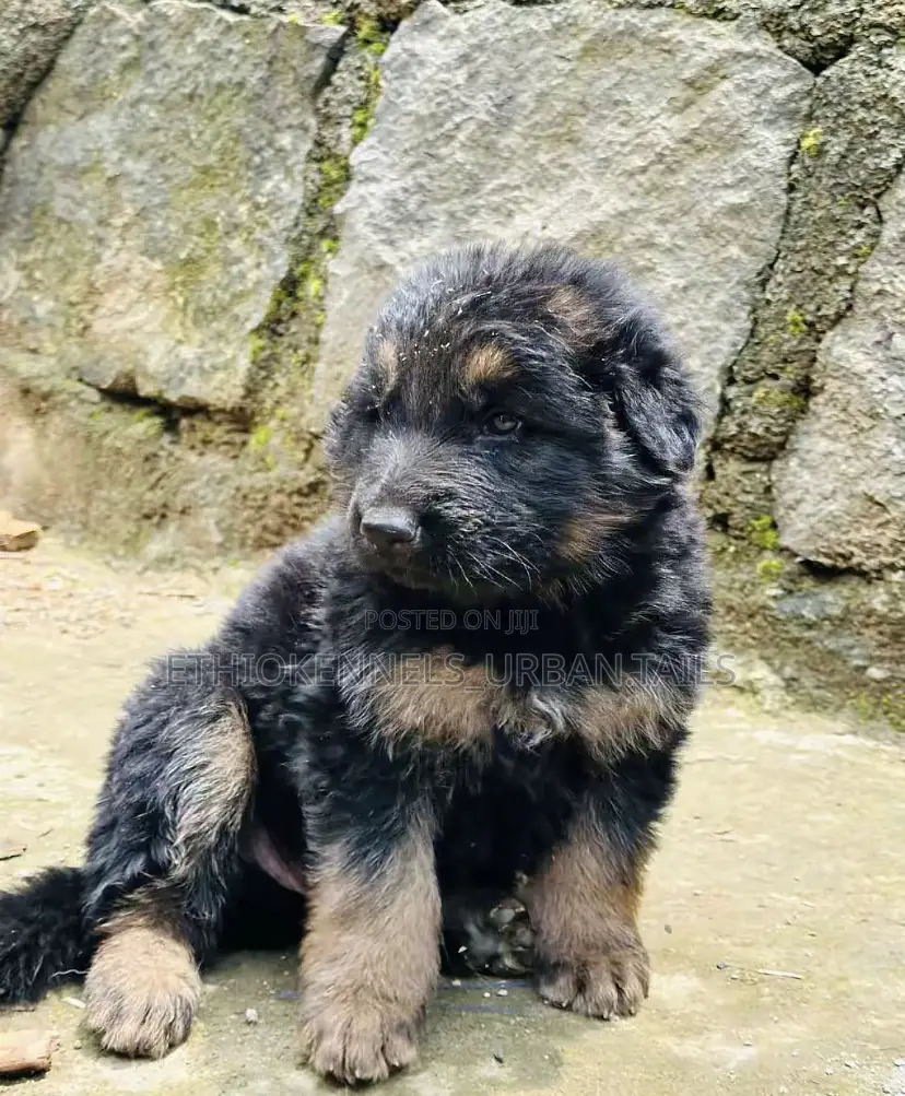 1-3 months Male Purebred German Shepherd