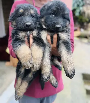 1-3 months Male Purebred German Shepherd