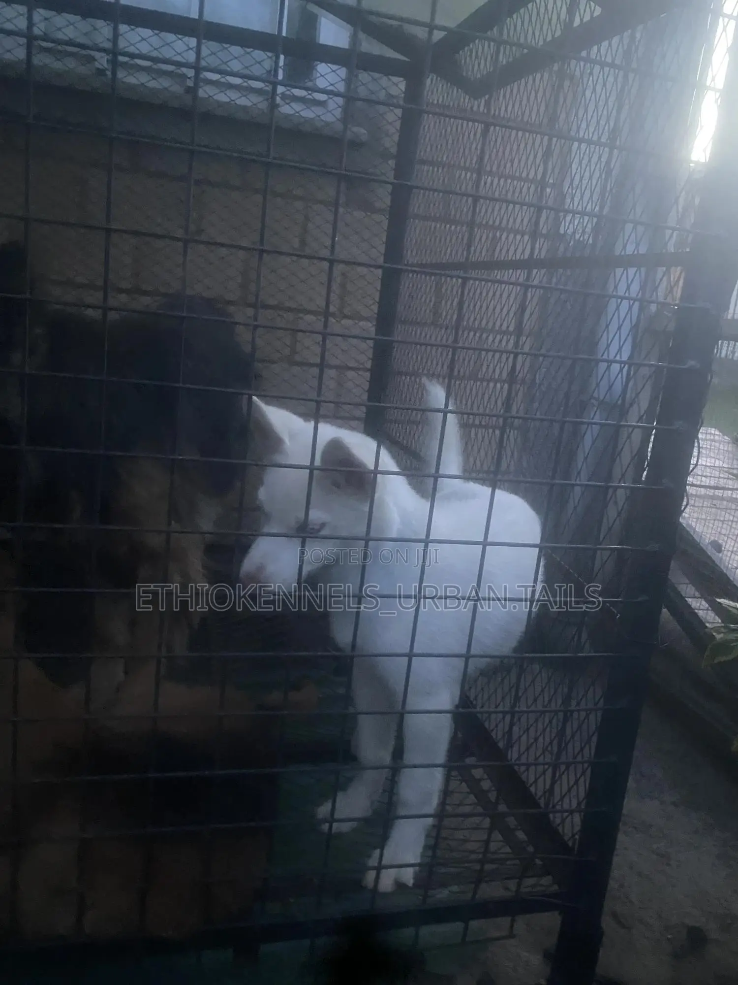 1-3 months Female Purebred German Shepherd