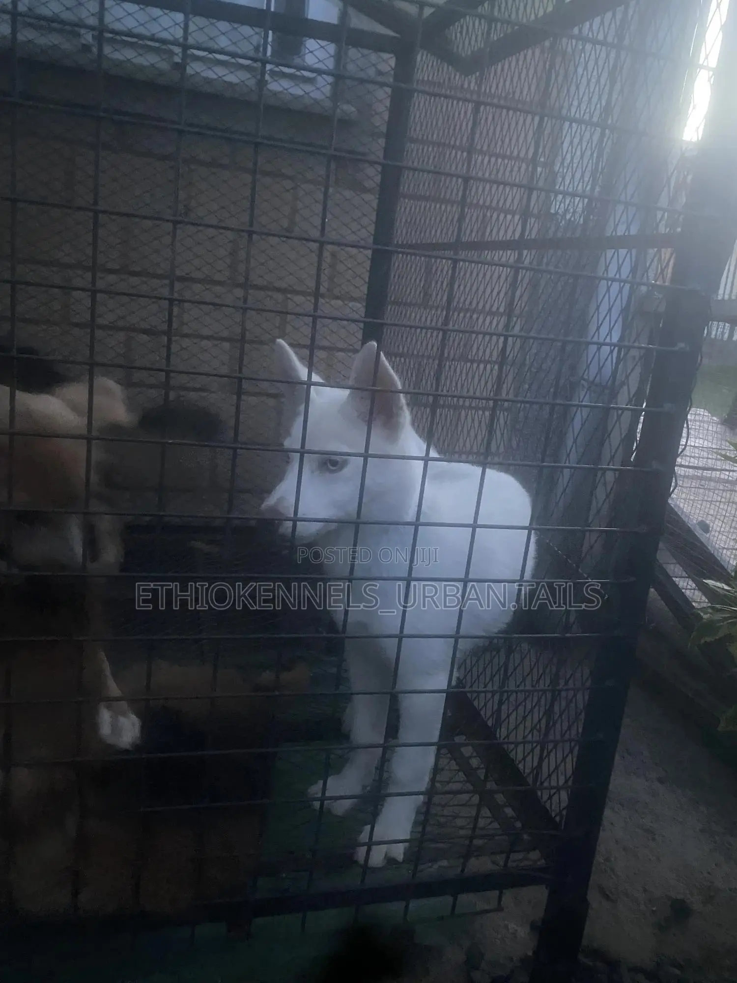1-3 months Female Purebred German Shepherd
