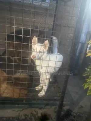 1-3 months Female Purebred German Shepherd