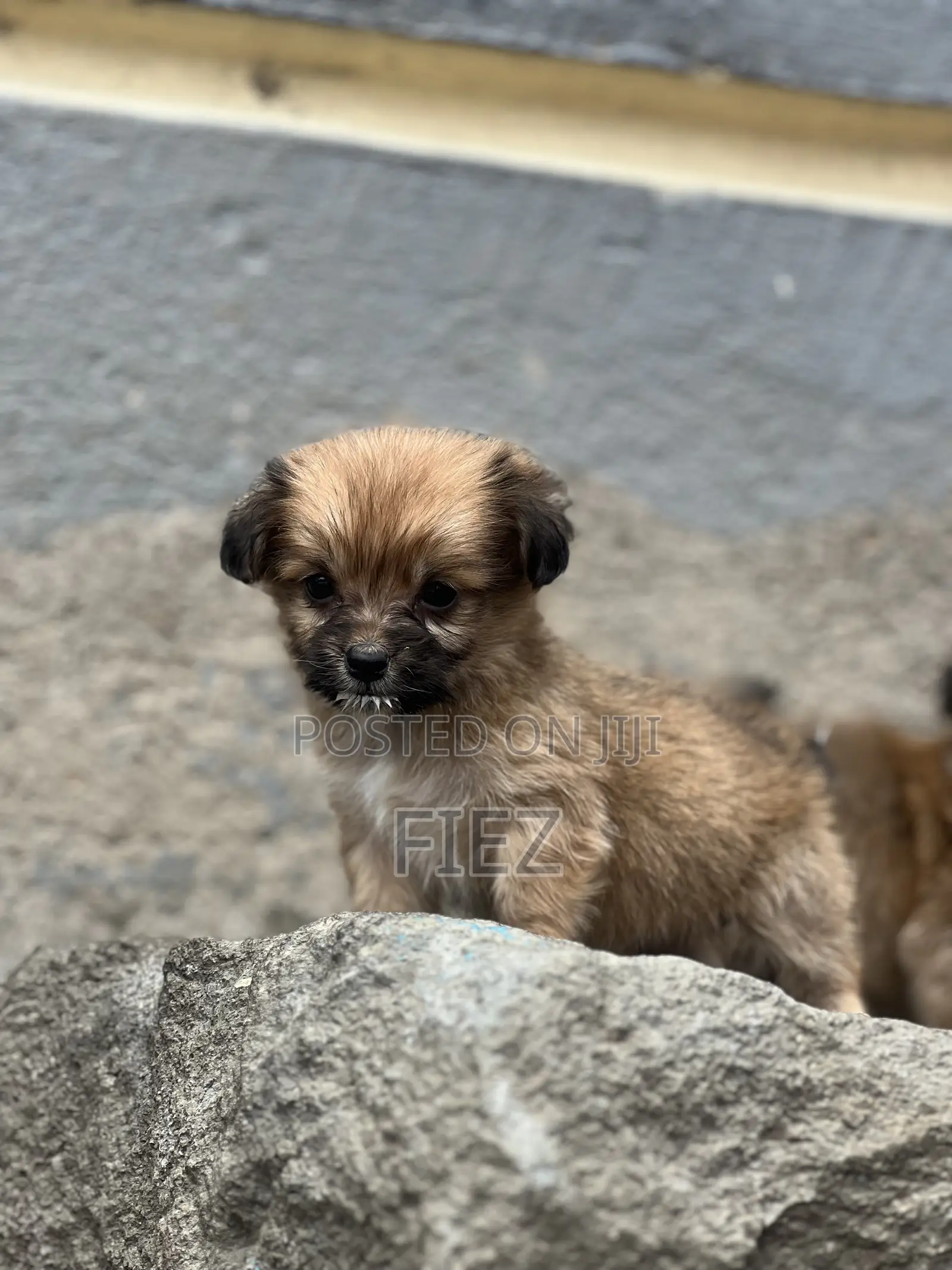 1-3 months Female Mixed Breed Chihuahua