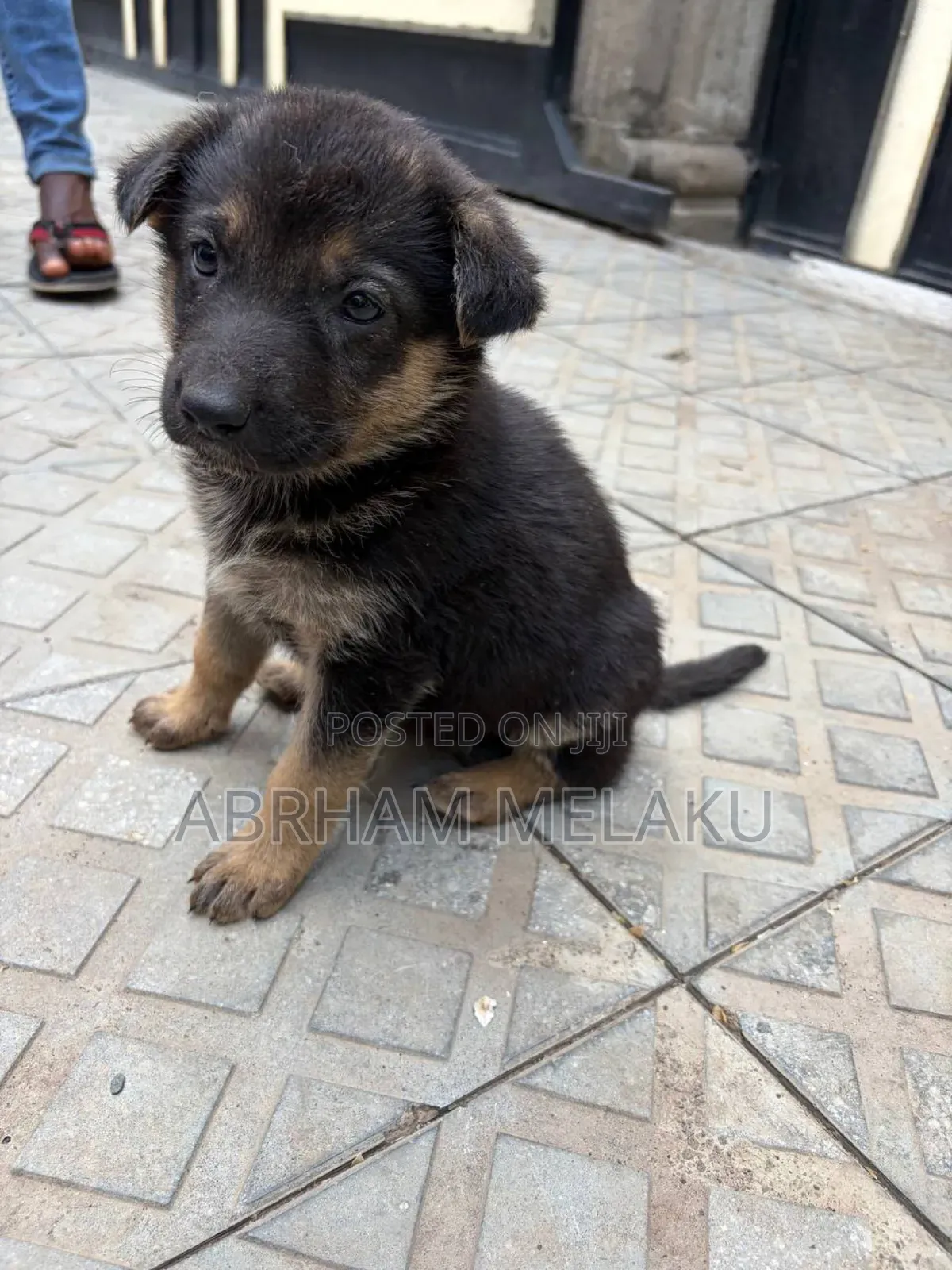 1-3 months Male Purebred German Shepherd