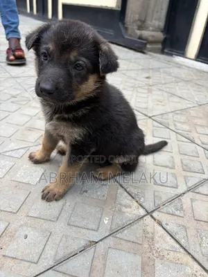 1-3 months Male Purebred German Shepherd