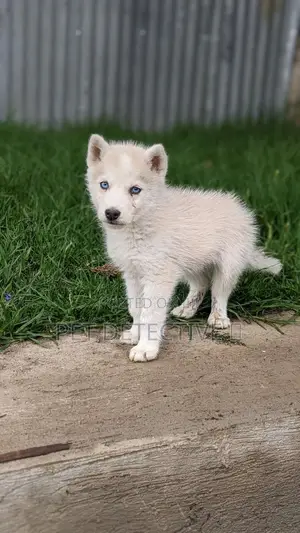 1-3 months Male Purebred Siberian Husky