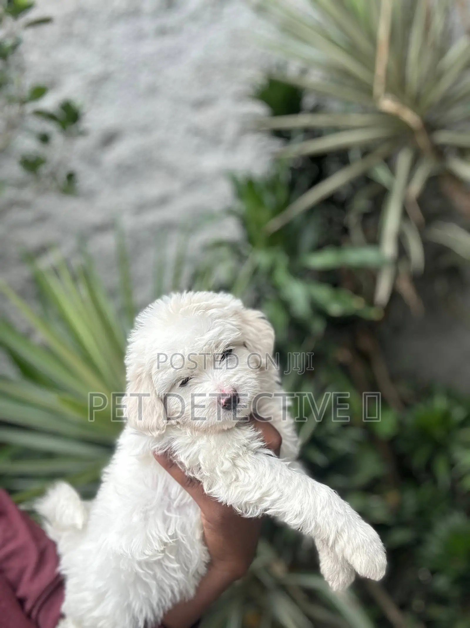 1-3 months Male Purebred Poodle