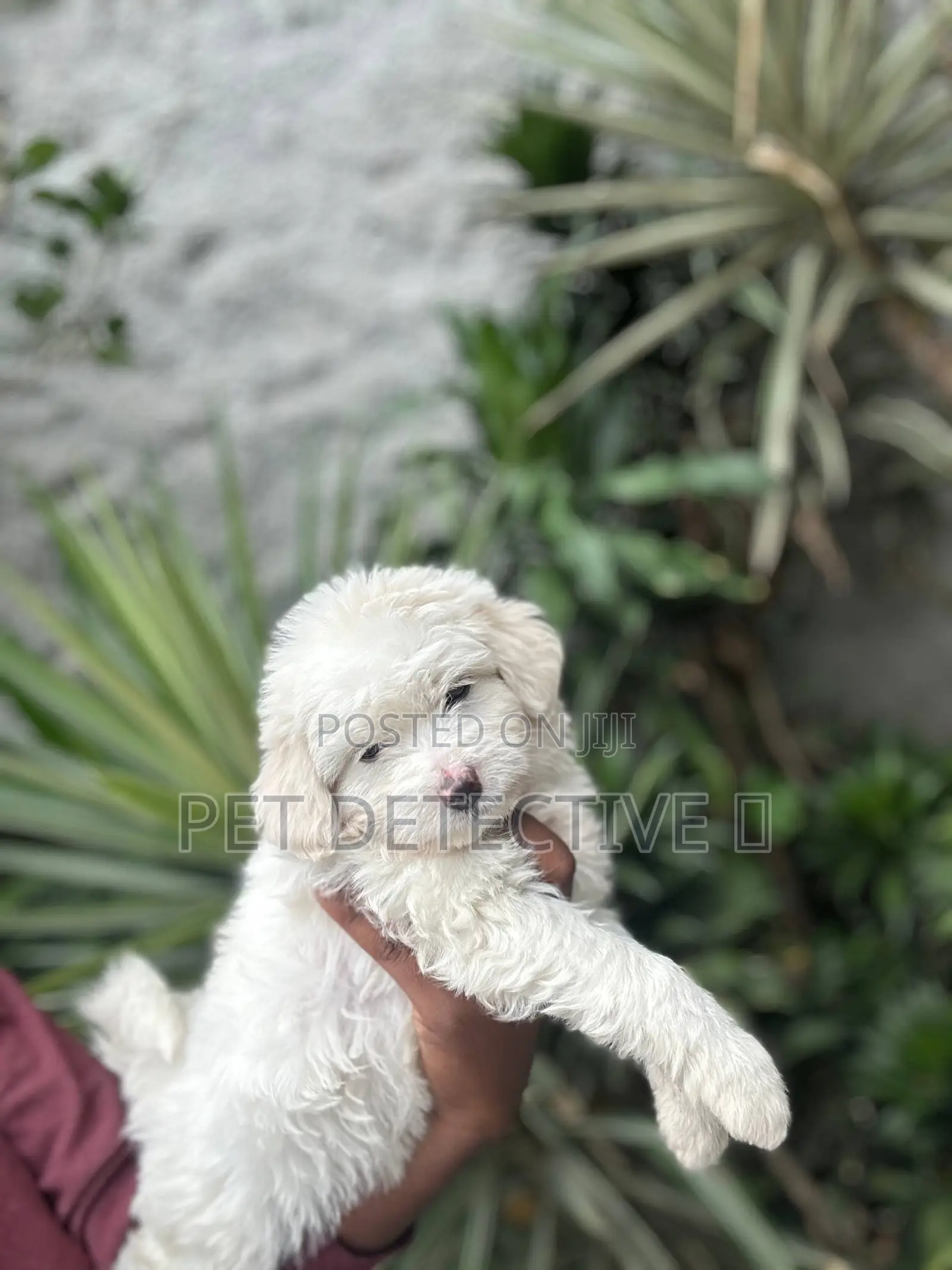 1-3 months Male Purebred Poodle