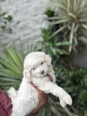 1-3 months Male Purebred Poodle