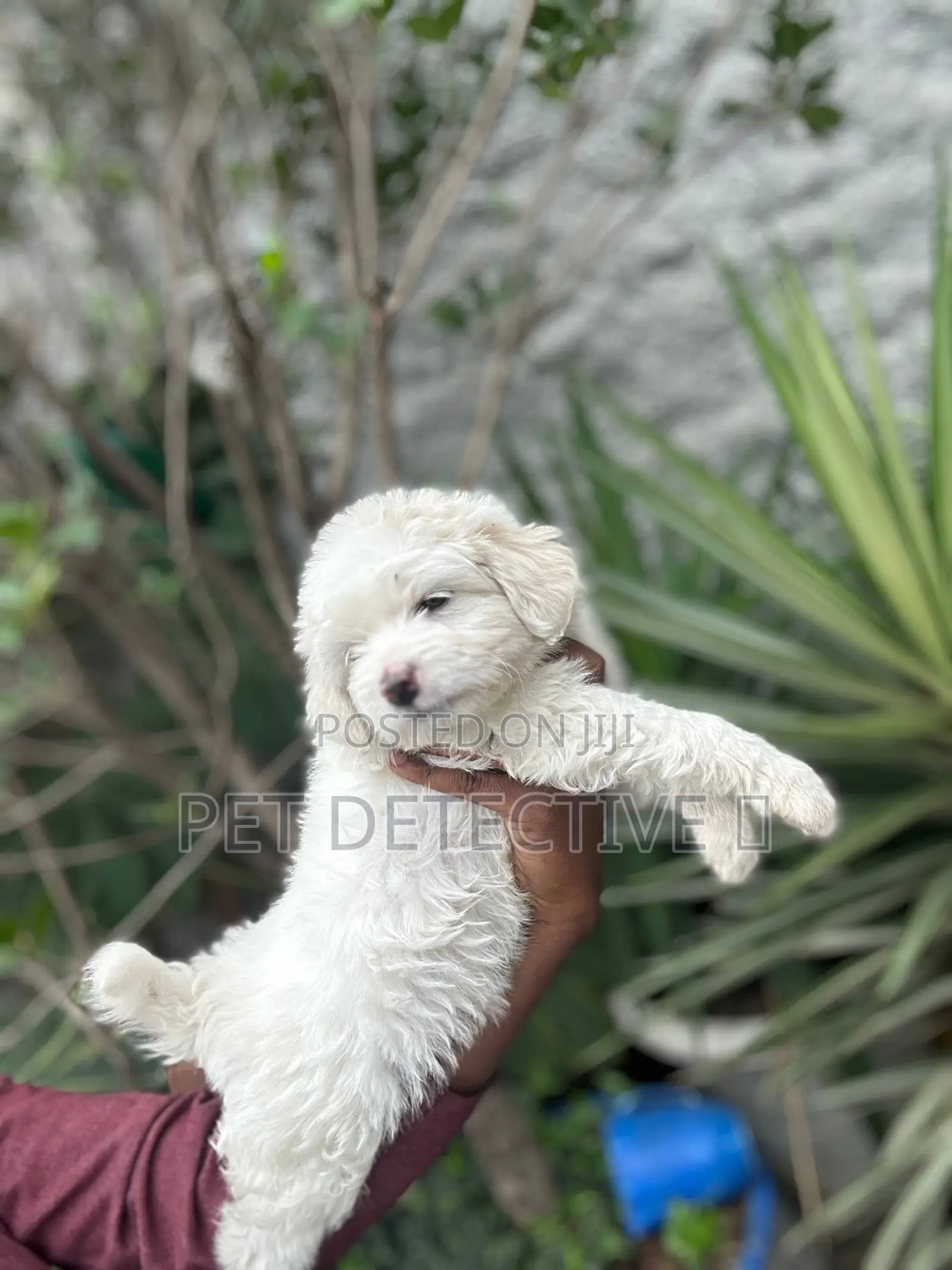 1-3 months Male Purebred Maltese