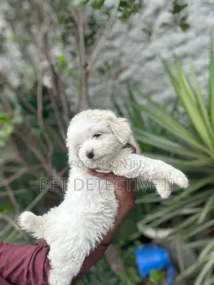 1-3 months Male Purebred Maltese