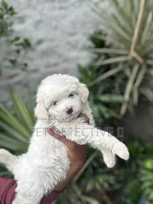 1-3 months Male Purebred Maltese
