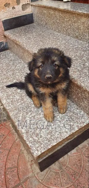 1-3 months Male Purebred German Shepherd