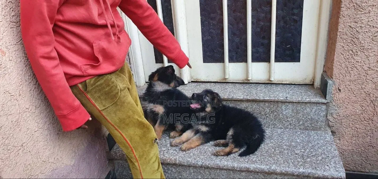1-3 months Male Purebred German Shepherd