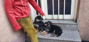 1-3 months Male Purebred German Shepherd