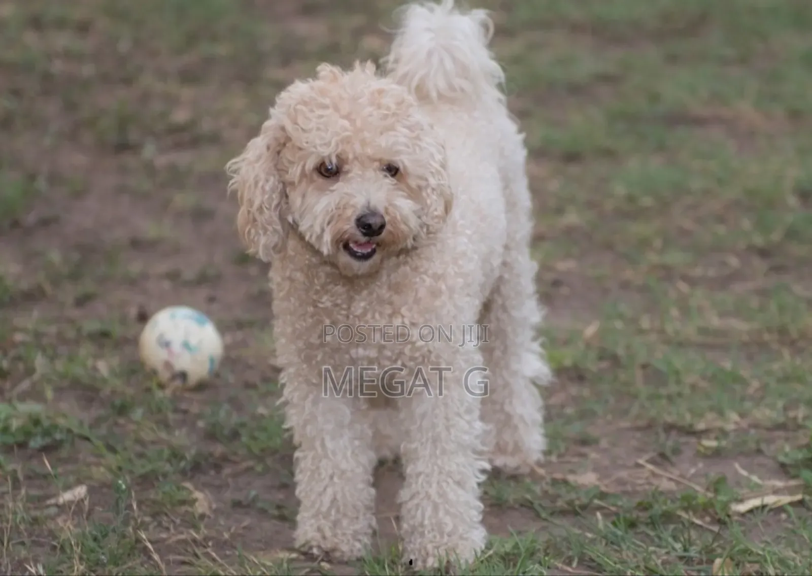 1-3 months Male Purebred Poodle
