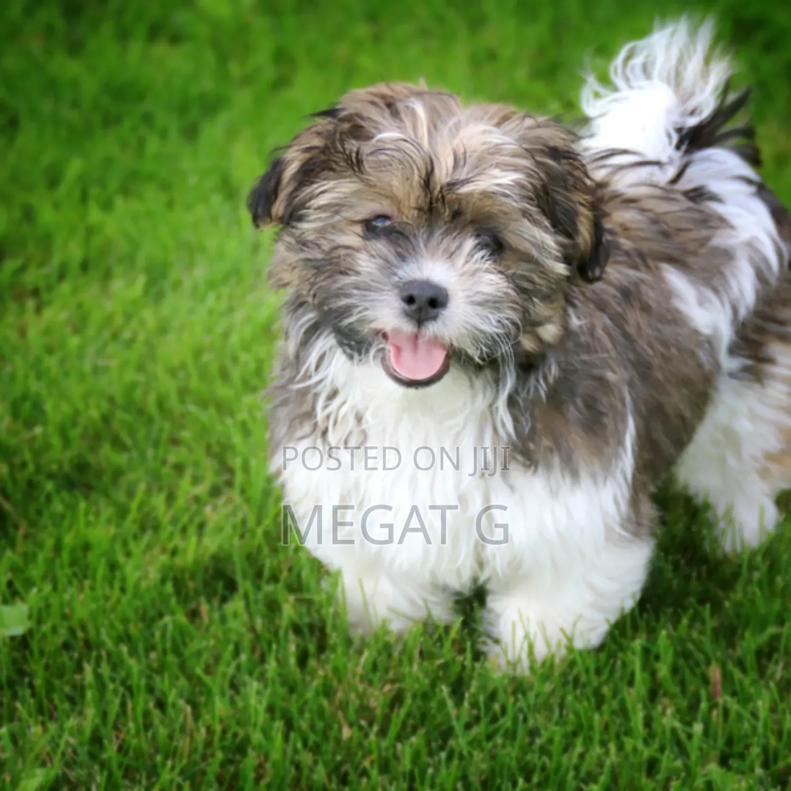 1-3 months Male Purebred Maltese Shih Tzu
