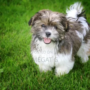 1-3 months Male Purebred Maltese Shih Tzu