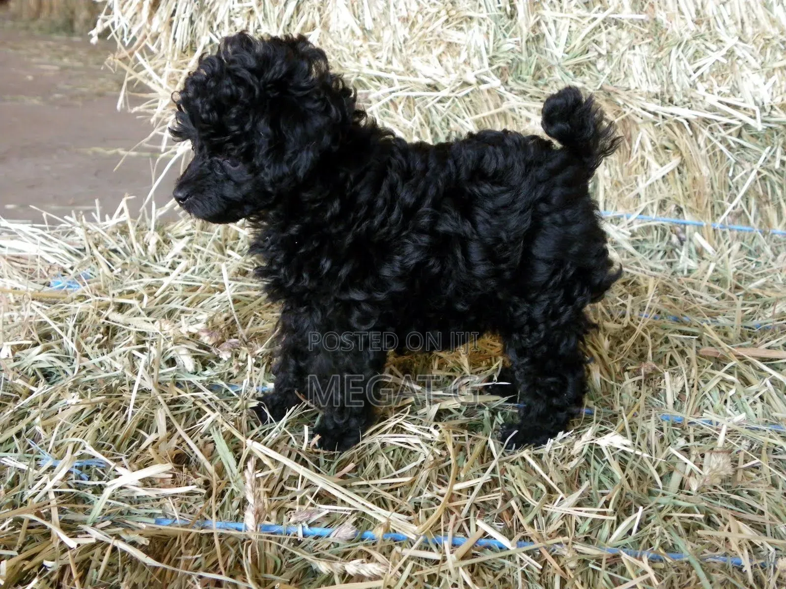 1-3 months Male Purebred Poodle