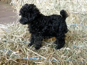 1-3 months Male Purebred Poodle