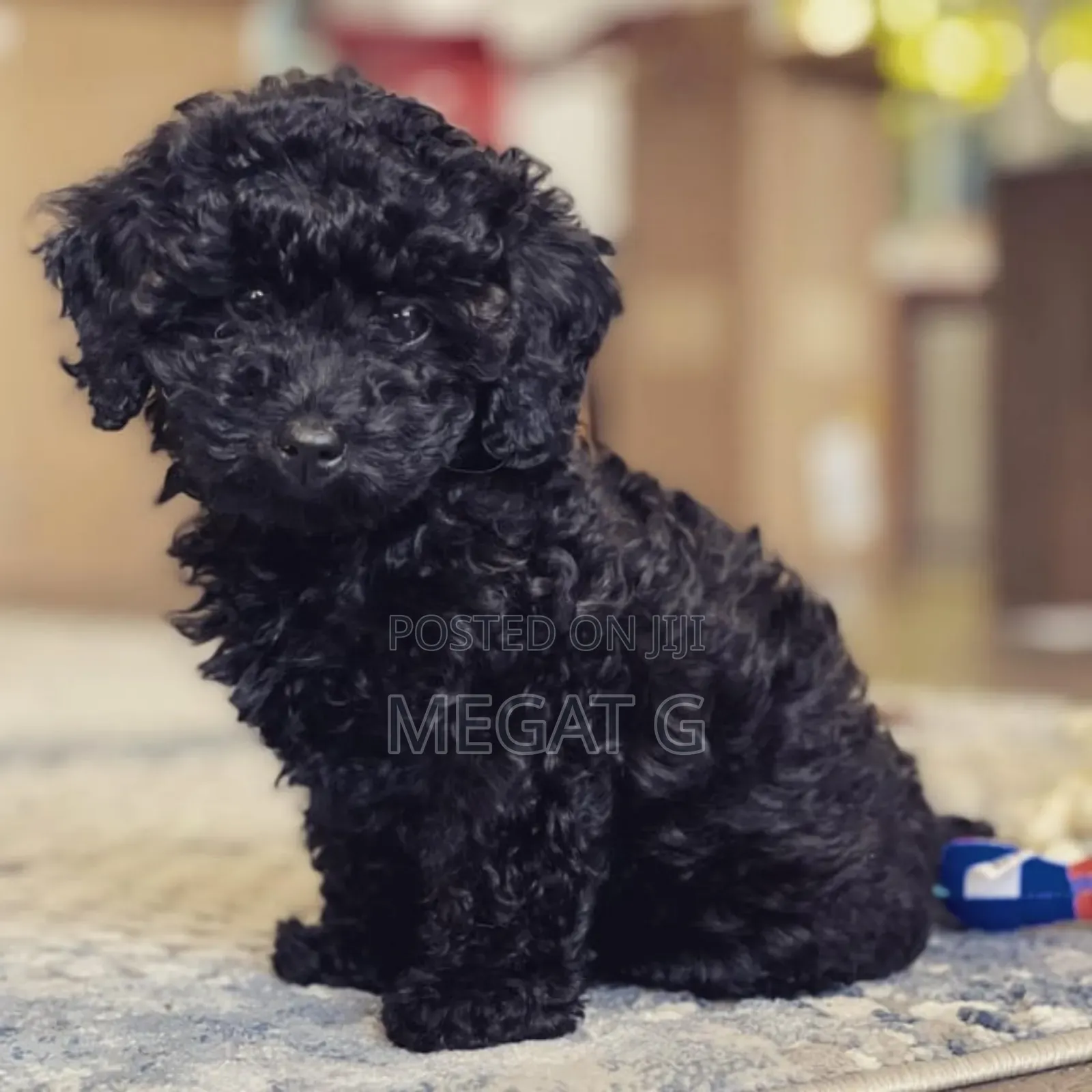 1-3 months Male Purebred Poodle