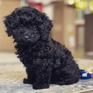 1-3 months Male Purebred Poodle