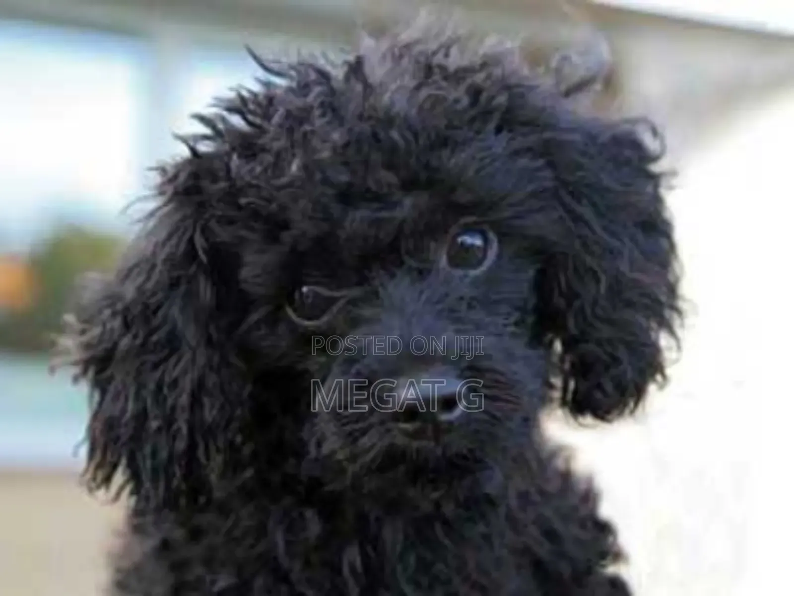 1-3 months Male Purebred Poodle