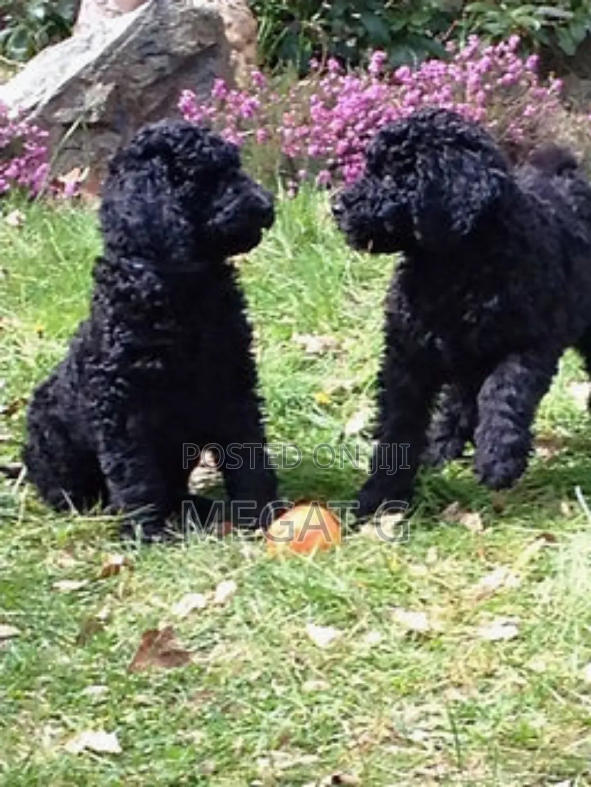 1-3 months Male Purebred Poodle